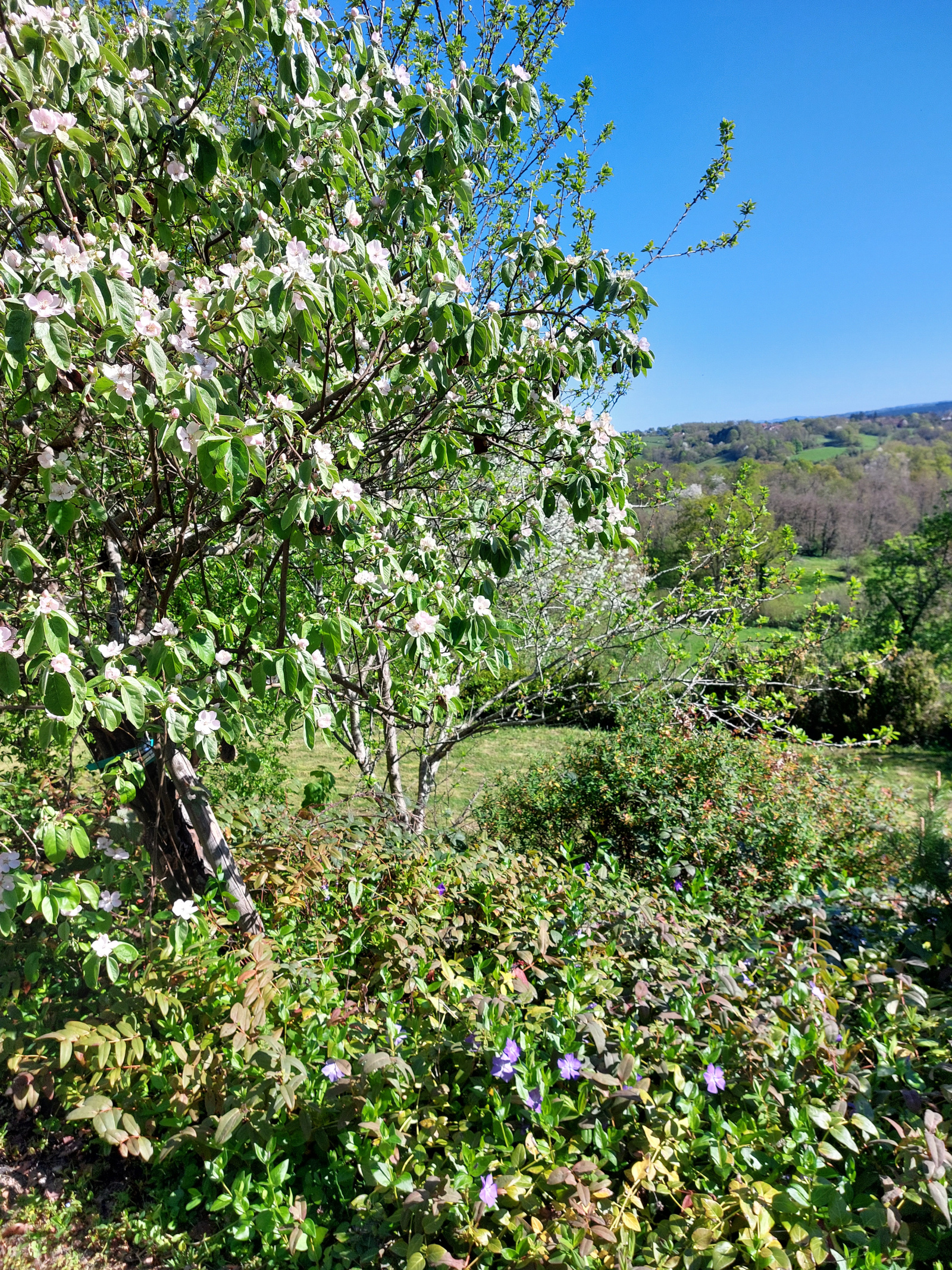 Image_, Maison, Busset, ref :1269